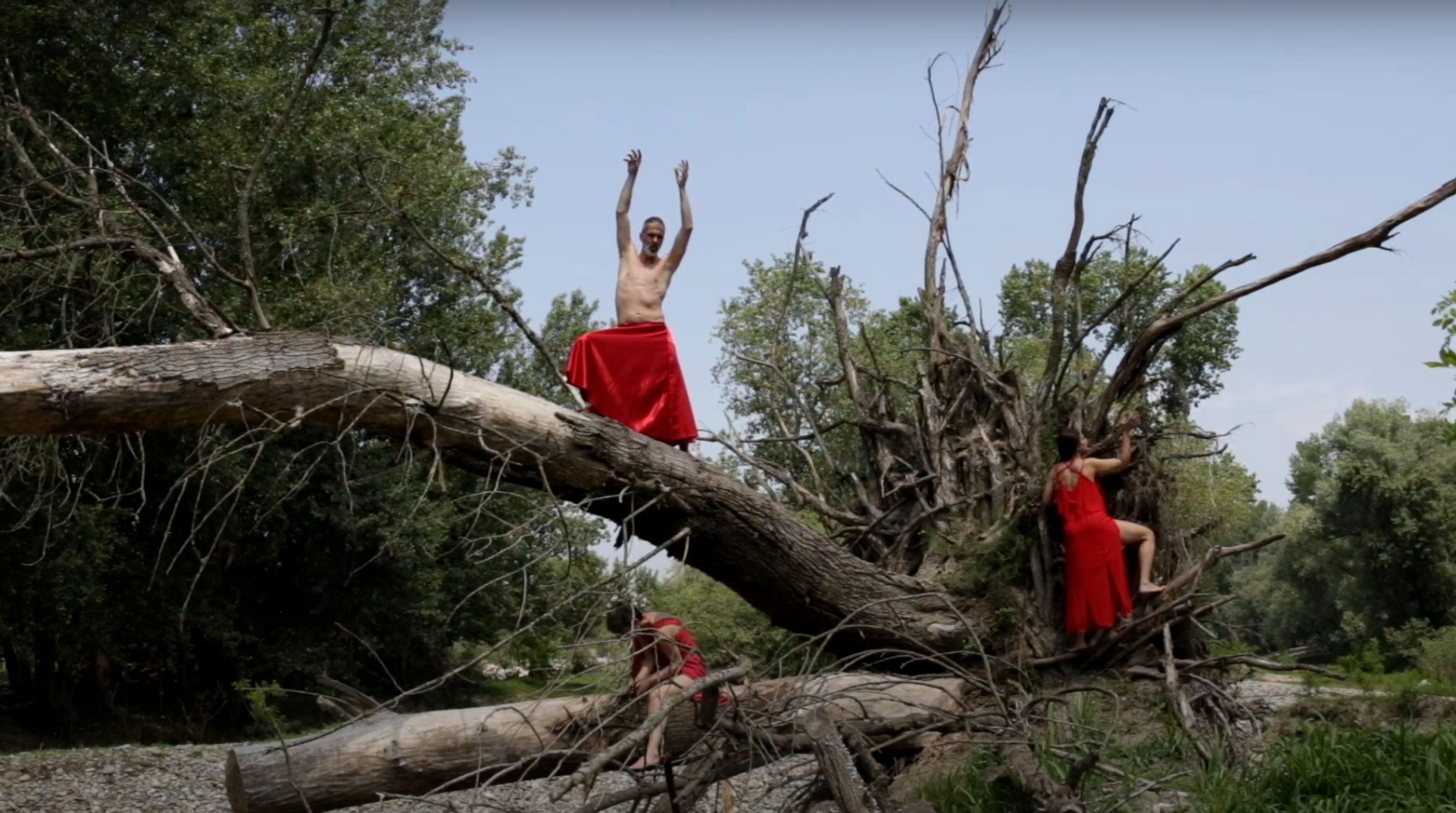 Avulsus - dancing with a dead tree